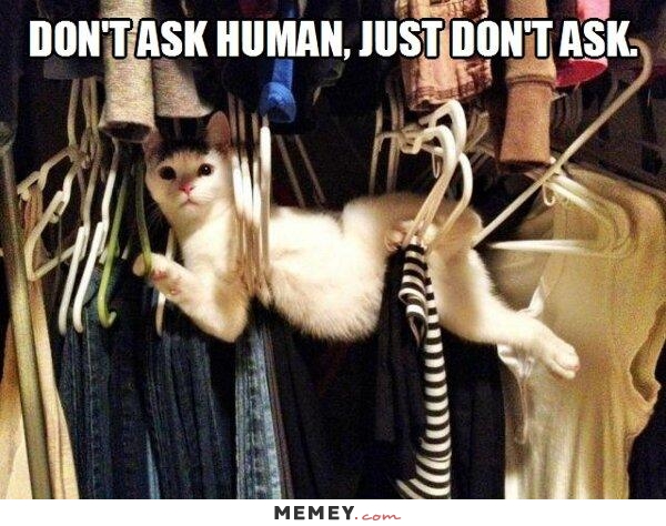funny-cat-stuck-closet.jpg